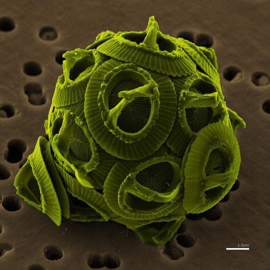 Scanning electron microscope image of Gephyrocapsa oceanica, a coccolithophore