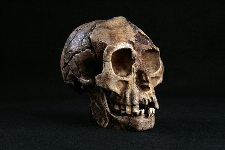 Fossilized skull of Homo floresiensis, a hobbit-like hominid