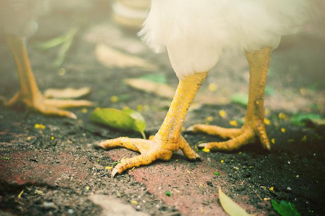Chicken legs and feet