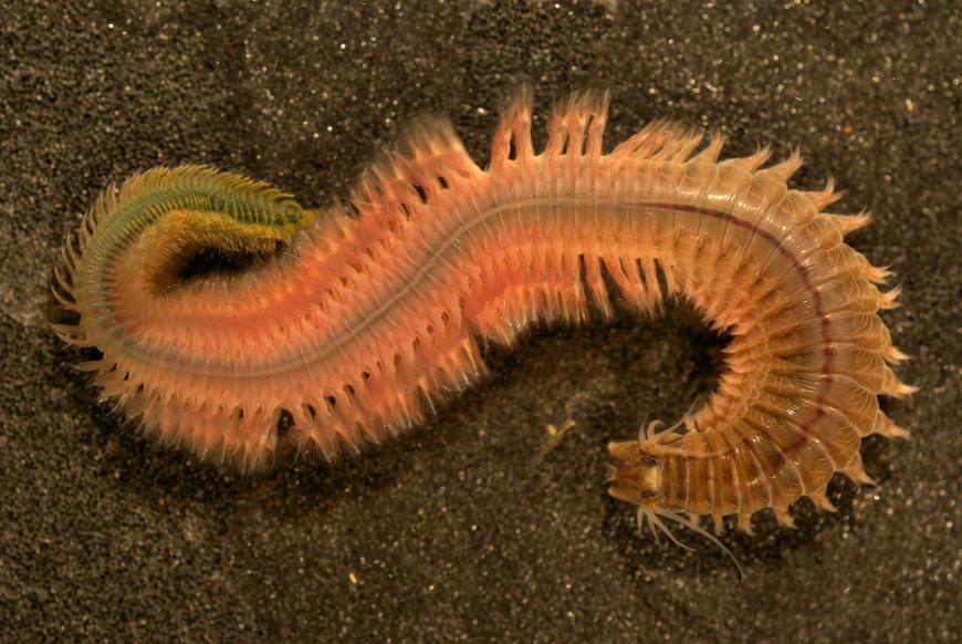 Alitta succinea (common clam worm) in Epitoky stage