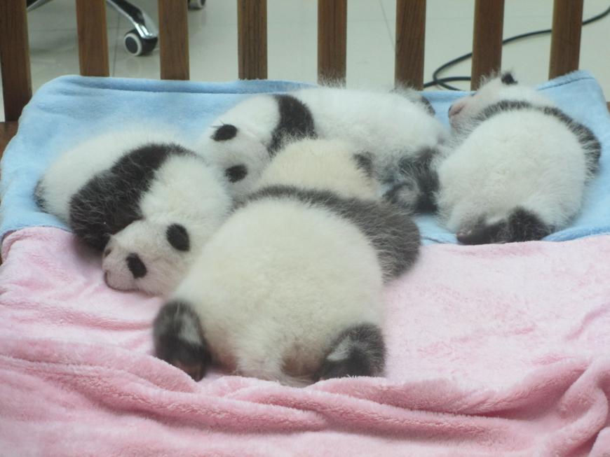 A cupboard of panda cubs at Chengdu, China. 