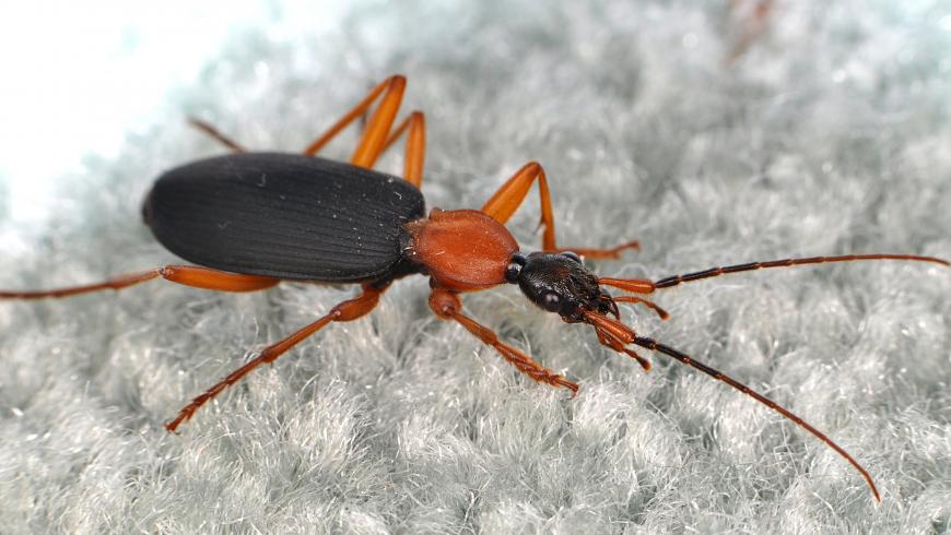 False bombardier beetle (Galerita sp.)
