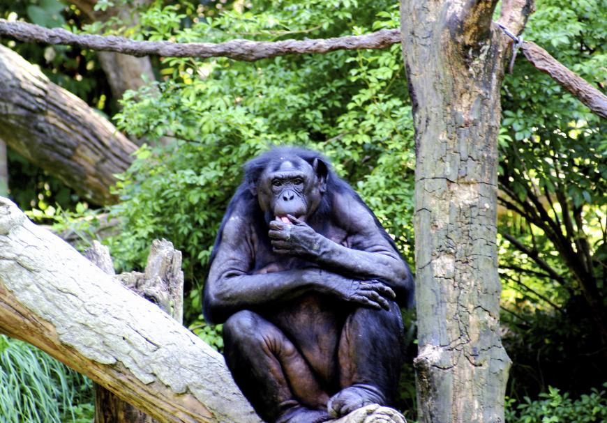 Bonobo monkey