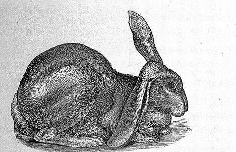Half lop rabbit