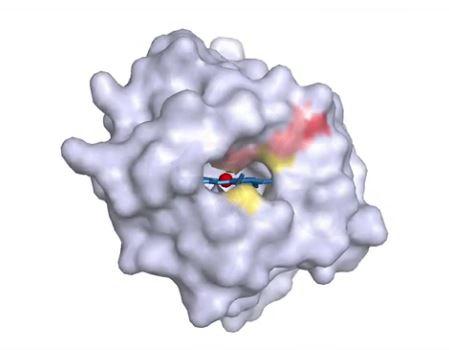 Cytochrome c from Rhodothermus marinus. CREDIT: Frances Arnold lab/Caltech