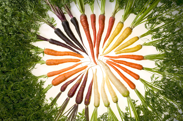 A rainbow of carrot varieties. Orange, white, purple, yellow, red.