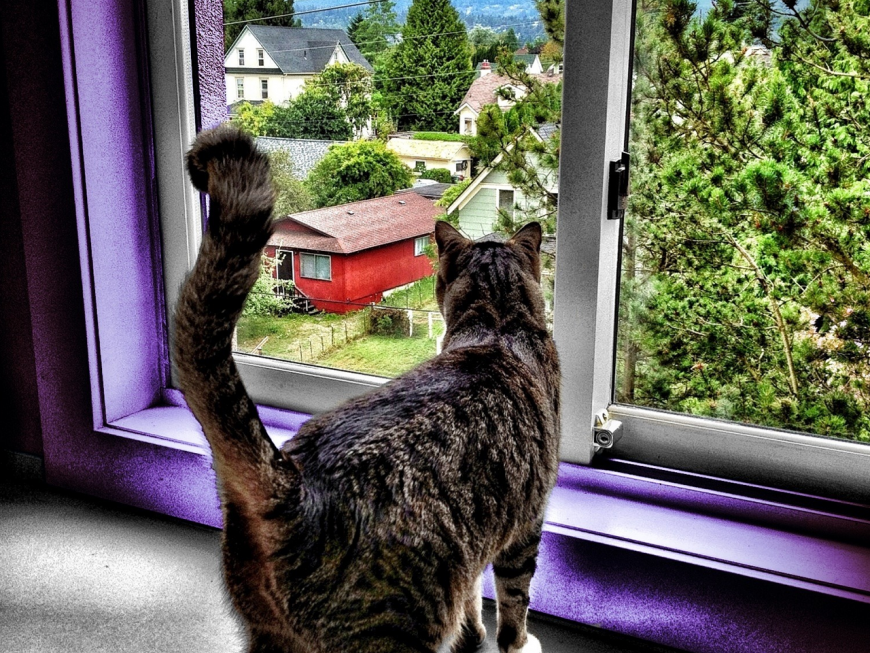 Cat looking out window
