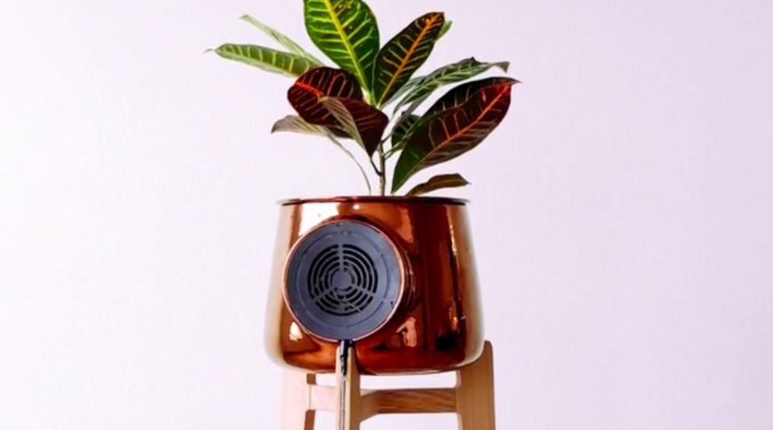 Clairy, the air-filtering plant