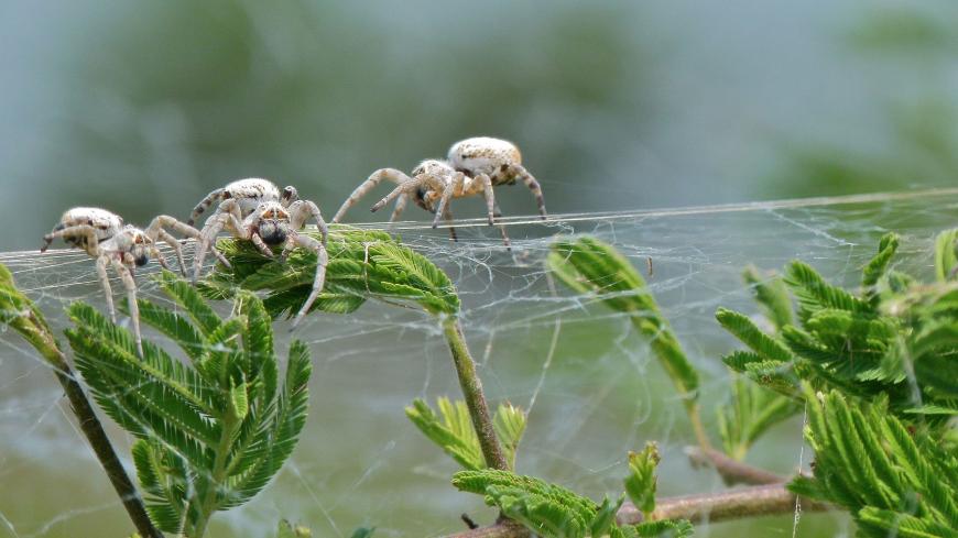 Colonial spiders, Stegodyphus dumicola