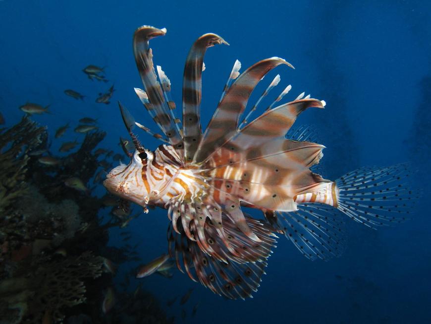 Common lionfish (Pterois miles) at Shaab Angosh reef, Egyptian Red Sea