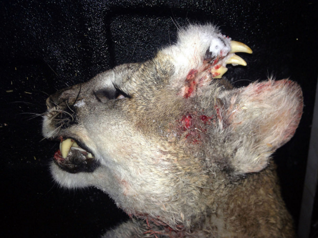 Cougar with growth on top of head, bearing teeth