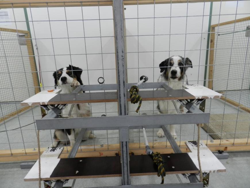 Two dogs in neighboring cages with a treat-giving contraption in front of them.