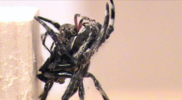 Darwin&#039;s bark spiders performing oral sex