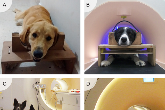 Dogs trained to lie still in an fMRI machine