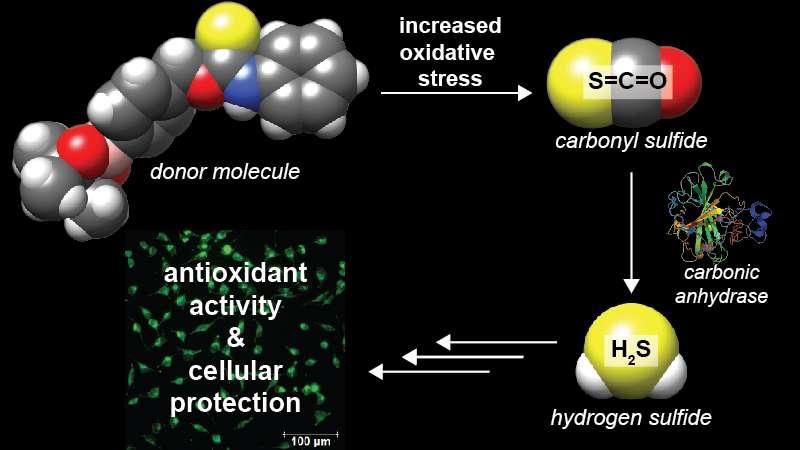 Lab creates new class of hydrogen sulfide donor molecules