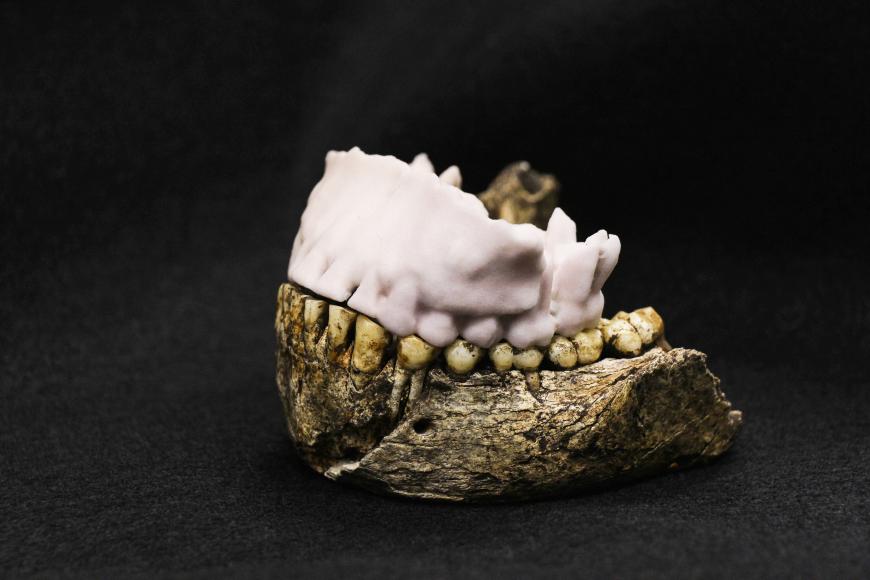 The lower jaw bone (mandible) of Homo naledi