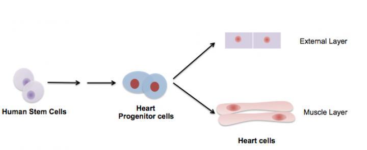 Researchers use stem cells to regenerate the external layer of a human heart