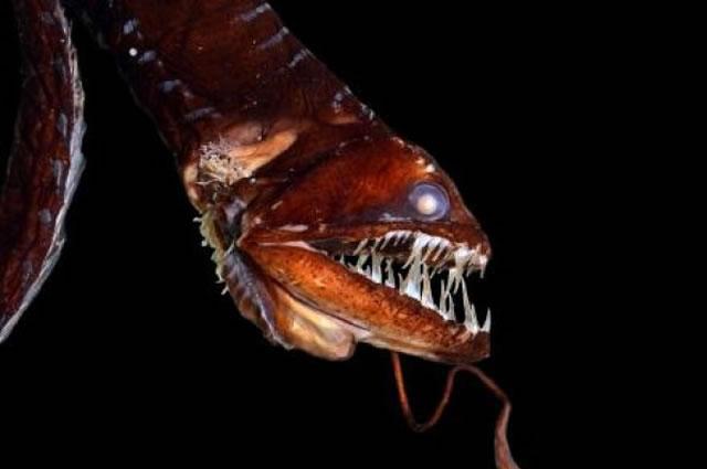 Bioluminescent Idiacanthus fish
