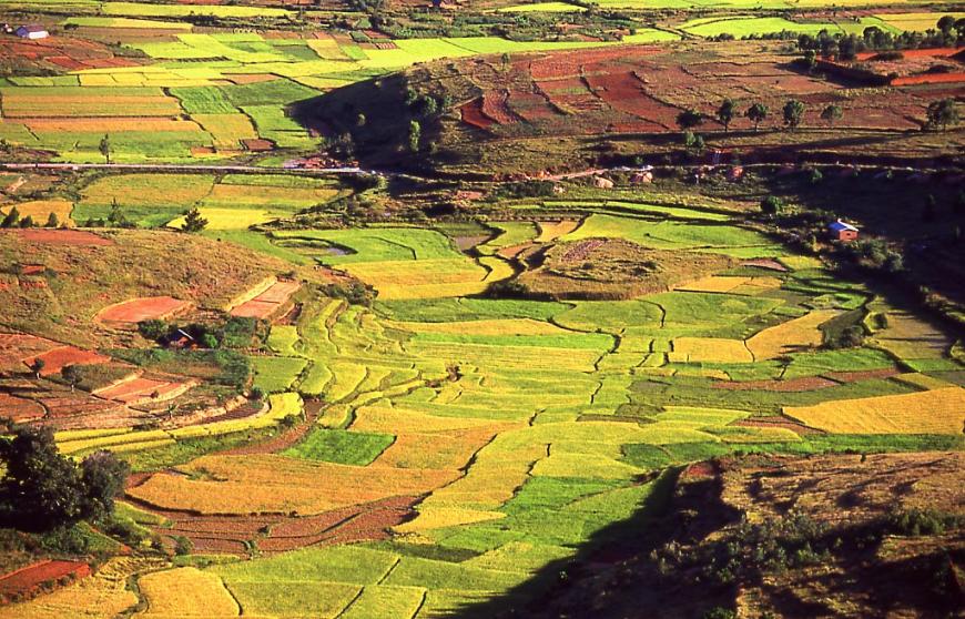 Rice paddies in the Madagascar countryside