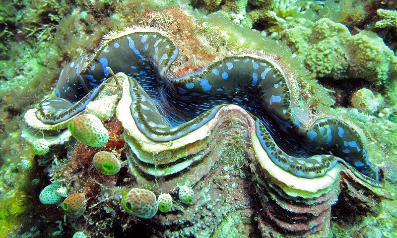 giant clams philippines