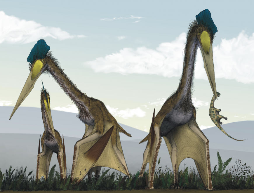 Quetzalcoatlus northropi pterosaurs