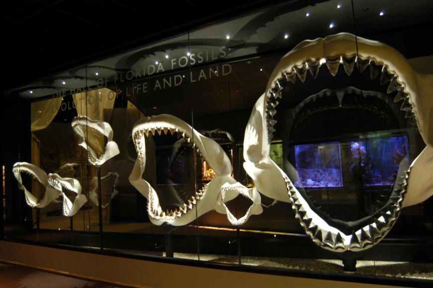 The jaw of a megalodon could reach up to 3 meters