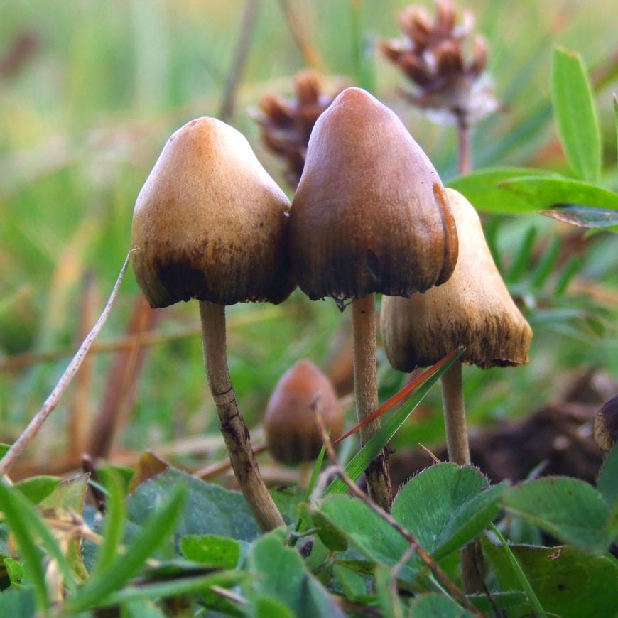 Psychedelic mushrooms, magic mushrooms