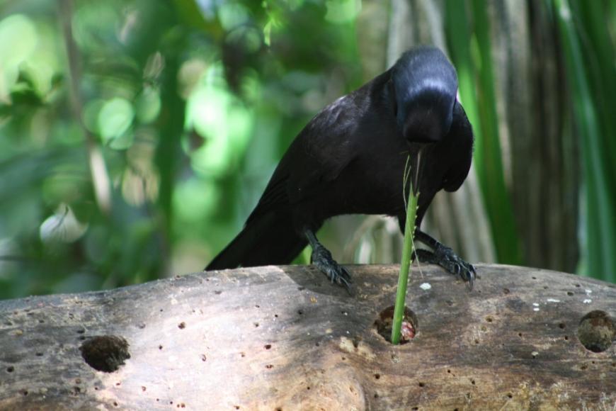 A New Caledonian crow using a Pandanus tool to dig for treats.