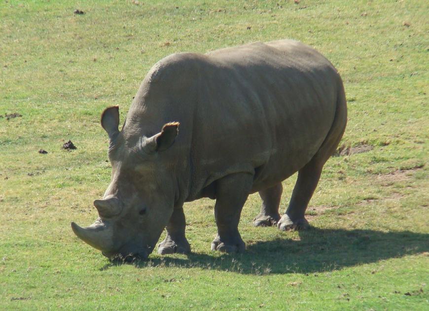 Northern White Rhino photo