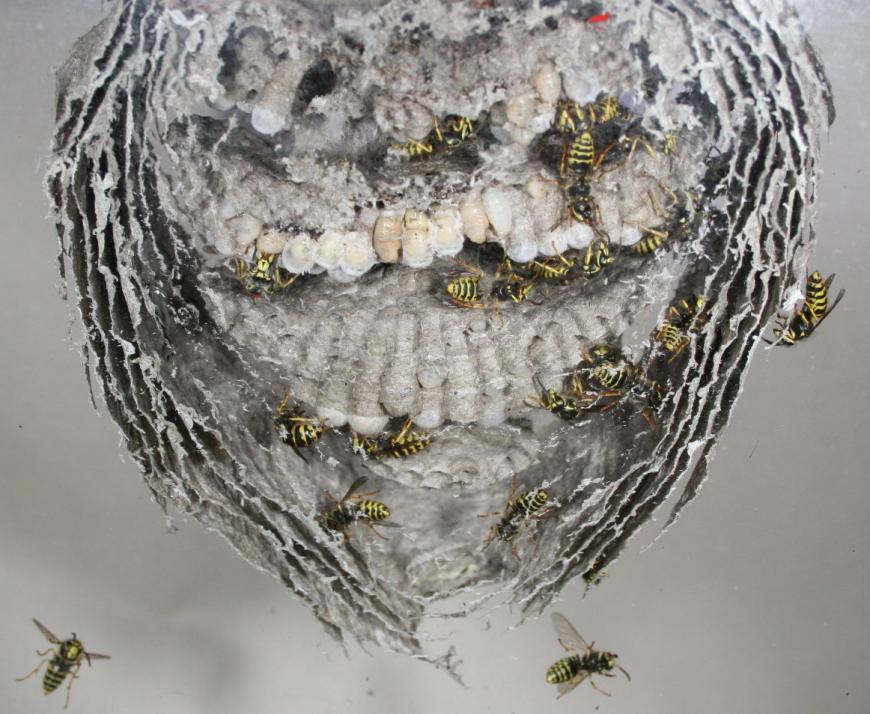 yellow jacket wasp nest