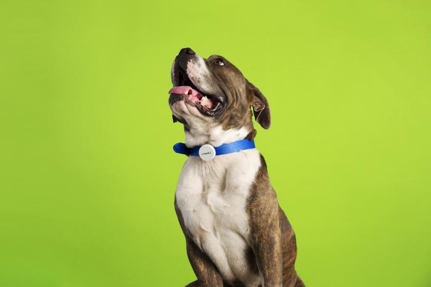 Dog wearing blue collar, green background