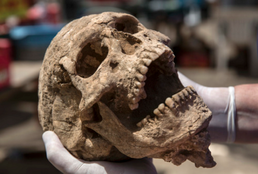 Philistine skull excavated from the Philistine City of Ashkelon