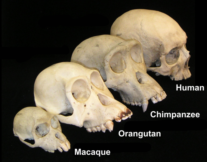 Comparison of different primate skulls