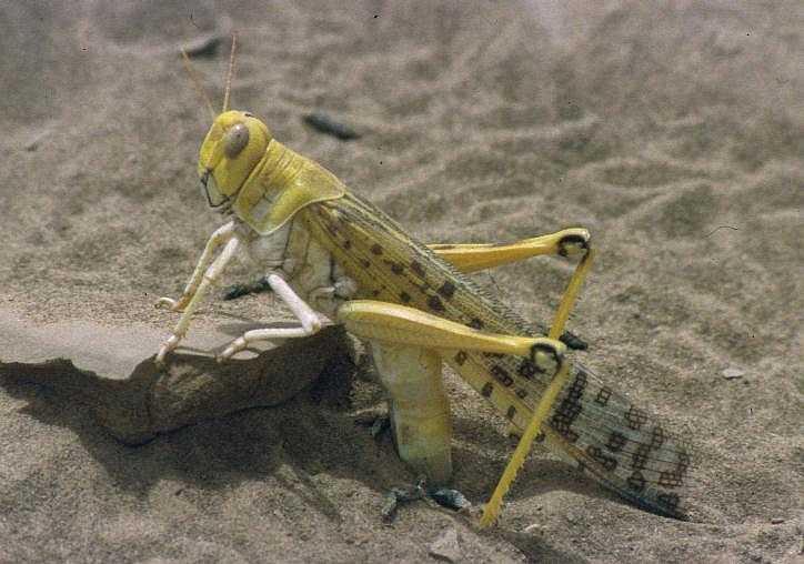 Desert locust (Schistocerca gregaria) laying eggs
