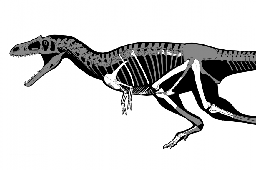 Diagram of the T. rex skeleton
