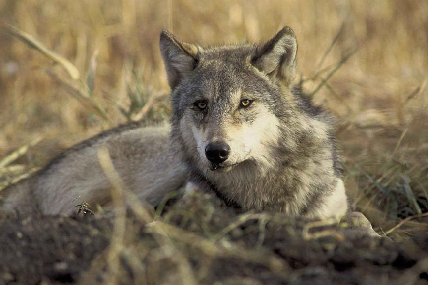 The endangered grey wolf, Canis lupis