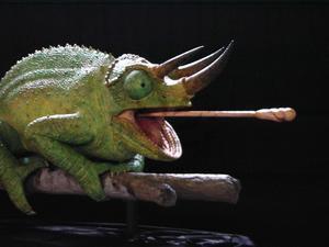 Tongue extension in the Three-horned Chameleon