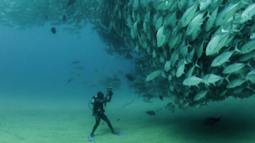 Diver surrounded by a wall of Tuna