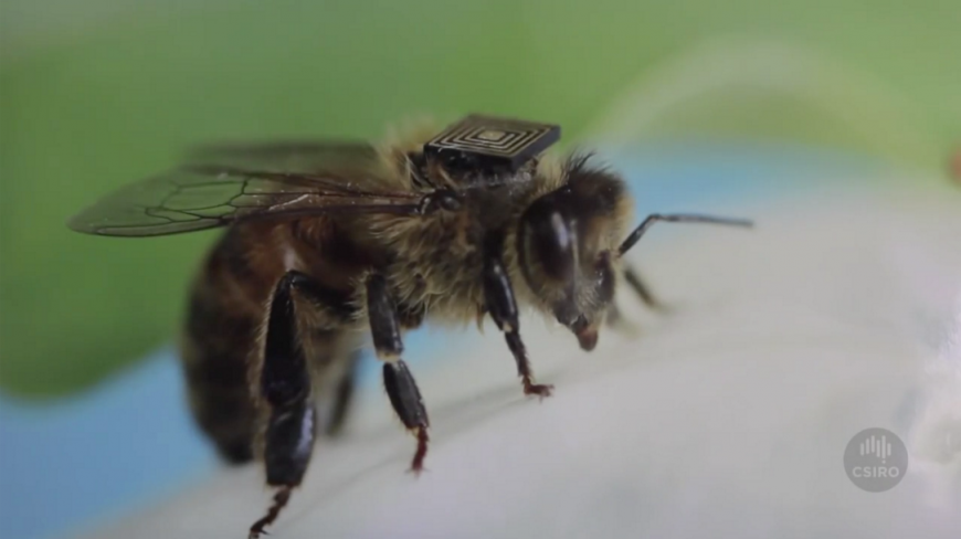 Closeup of a tiny microchip attached to the back of a honey bee,