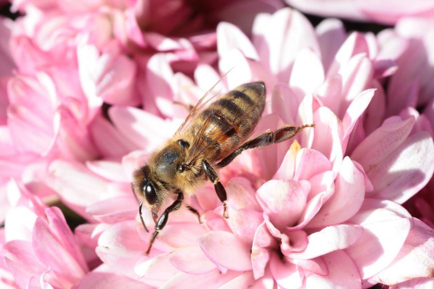 Honeybee on a flower.
