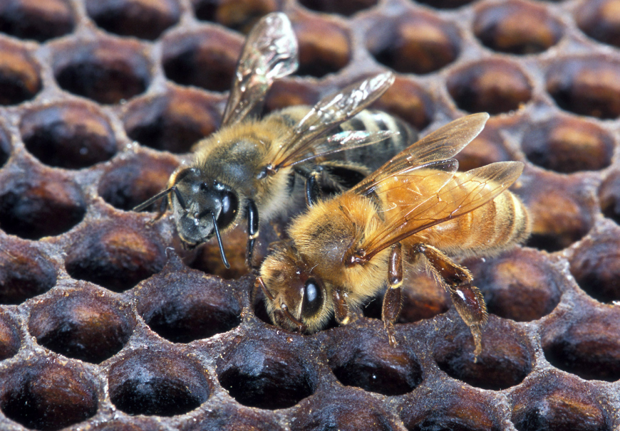 The Africanized honey bee (top) is barely distinguishable from its milder European cousin.