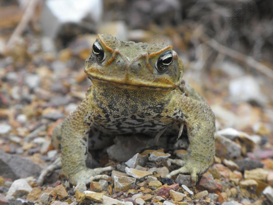 Cane toad, Australia