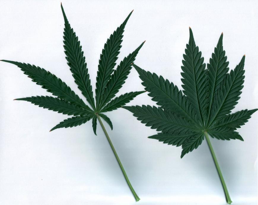 Cannabis sativa and Cannabis indica
