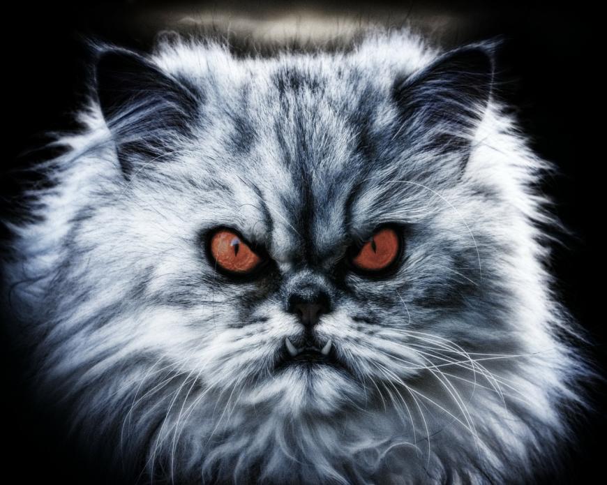 An angry cat with glaring red eyes