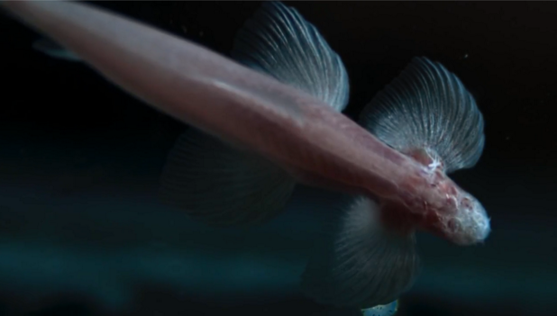 Cryptotora thamolica, a blind cavefish