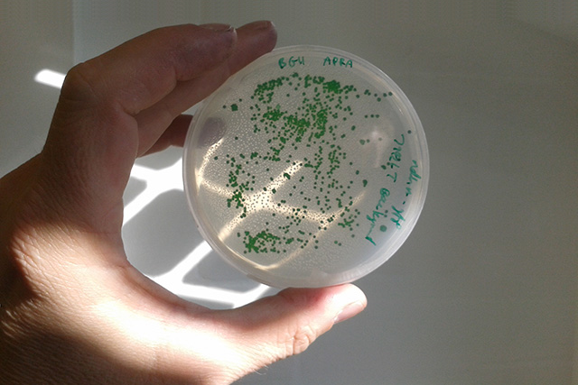 Cyanobacteria in a petri dish