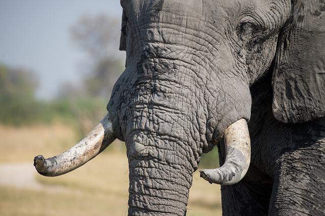 African Elephant. Credit: tonyo_au / Pixabay