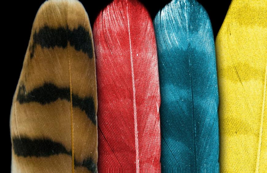 feather colors