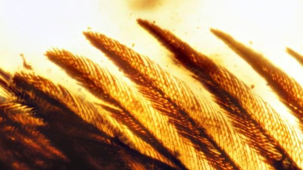 Bird (enantiornithes) feathers preserved in amber