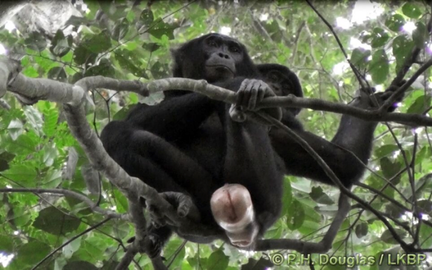 Female bonobo monkey with sexual swelling